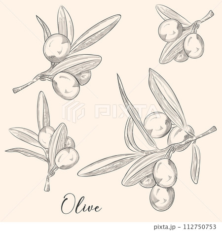 Sketch olive tree branches, hand drawn, ink style Sketch olive tree branches, hand drawn, ink style 112750753