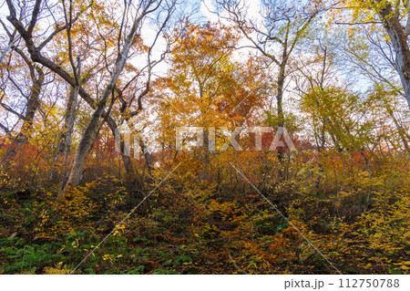 秋の谷川岳　紅葉見頃のハイキングコース 112750788