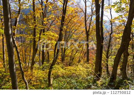 秋の谷川岳 紅葉見頃のハイキングコース 秋の谷川岳 紅葉見頃のハイキングコース 112750812