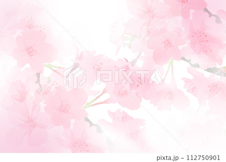淡い水彩風の桜のイラスト 淡い水彩風の桜のイラスト 112750901