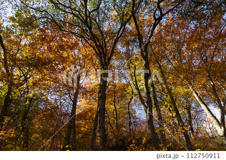 秋の谷川岳 紅葉見頃のハイキングコース 秋の谷川岳 紅葉見頃のハイキングコース 112750911