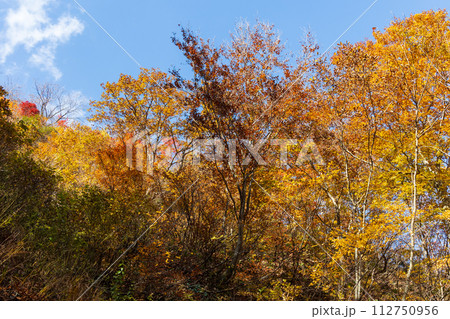秋の谷川岳 紅葉見頃のハイキングコース 秋の谷川岳 紅葉見頃のハイキングコース 112750956
