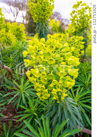 ユーフォルビア・カラキアス（Euphorbia characias） 112751020