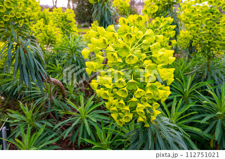 ユーフォルビア・カラキアス（Euphorbia characias） 112751021