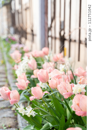 Vibrant pink and white tulip flowers bloom in front of the building 112751042