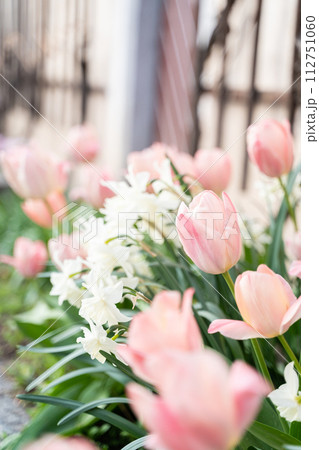 A variety of pink and white tulip flowers bloom in the garden A variety of pink and white tulip flowers bloom in the garden 112751060