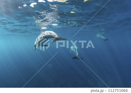群れで泳ぐ野生のイルカ 112751068