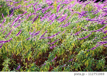 サルビア　レウカンサの花 112751069