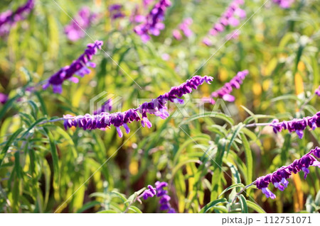 サルビア　レウカンサの花 112751071