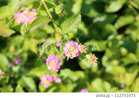 ランタナの花 ランタナの花 112751073