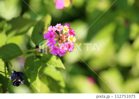 ランタナの花 112751075