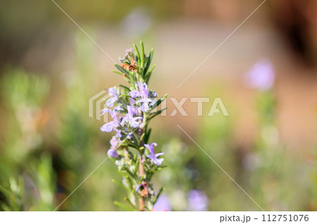 ローズマリーの花 112751076