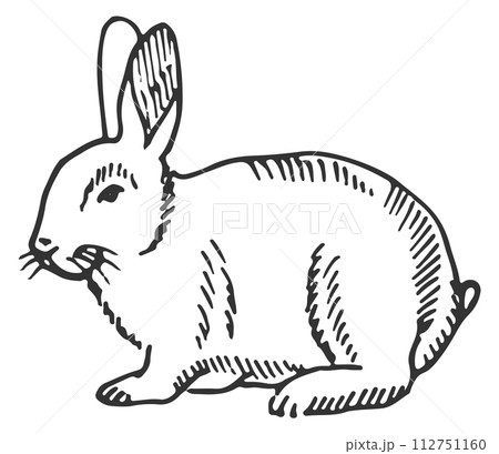 Rabbit sketch. Hand drawn hare. Easter bunny Rabbit sketch. Hand drawn hare. Easter bunny 112751160