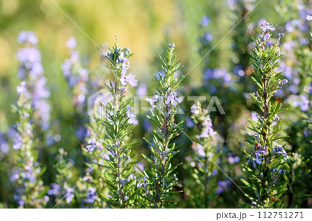 ローズマリーの花 112751271