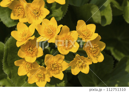 黄色い花エゾノリュウキンカ 蝦夷立金花 黄色い花エゾノリュウキンカ 蝦夷立金花 112751310