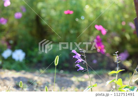 サルビアの花 グァラニティカ サルビアの花 グァラニティカ 112751491