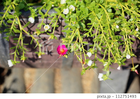 ポーチュラカの花 ポーチュラカの花 112751493