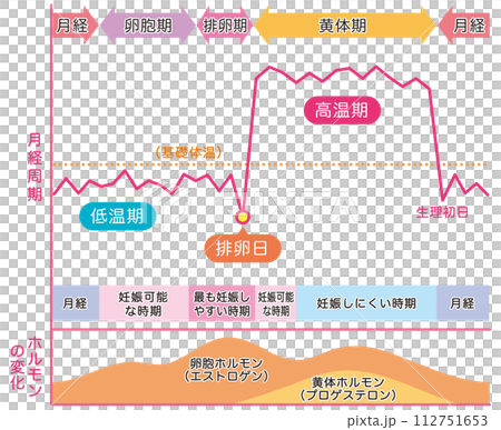 基礎体温のグラフ 月経周期とホルモンの変化 妊娠 月経 基礎体温のグラフ 月経周期とホルモンの変化 妊娠 月経 112751653