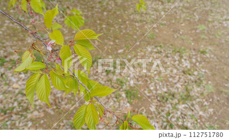 葉桜｜花びらが散った桜の木 112751780
