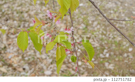 葉桜｜花びらが散った桜の木 112751782