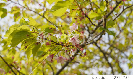 葉桜｜花びらが散った桜の木 112751785