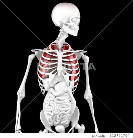 Human Male Anatomy. Skeleton and Highlighted Lungs. 3D Rendering 112751794