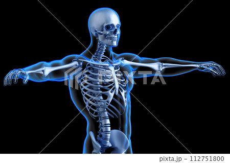 Human skeleton torso. Anatomical illustration. 3D Rendering Human skeleton torso. Anatomical illustration. 3D Rendering 112751800