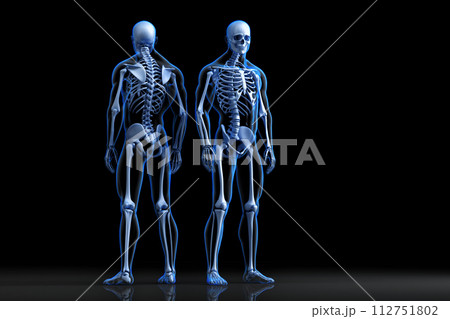Human Skeleton. Front and rear view. 3D Rendering 112751802
