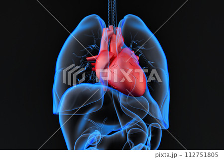 Human internal organs with highlighted heart. 3D Rendering 112751805