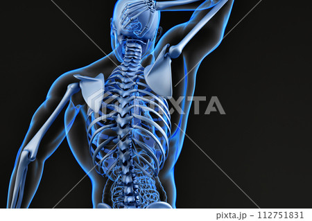 Male upper back and skeletal system. 3D illustration. 3D Rendering 112751831