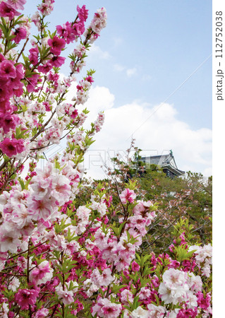 満開の桃の花と岡崎城天守閣 満開の桃の花と岡崎城天守閣 112752038