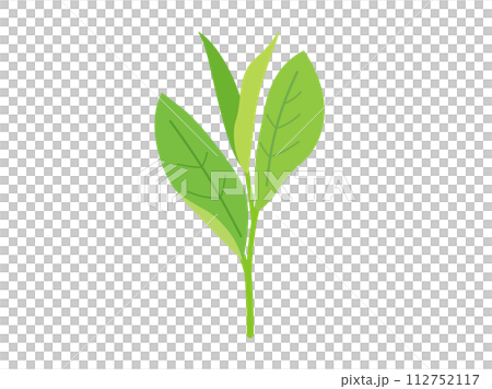 茶芽的插圖 112752117