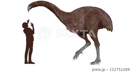 ジャイアントモア　絶滅したダチョウの仲間。古今の鳥類で最も背が高かった。 112752269