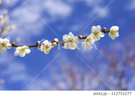 梅の花 梅の花 112752277