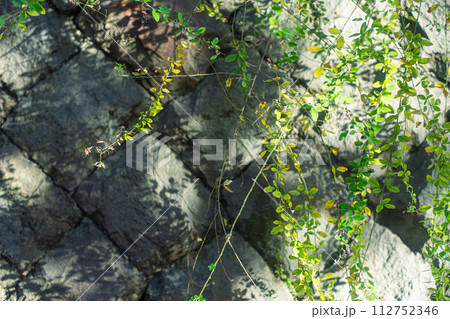 萩の葉 萩の葉 112752346