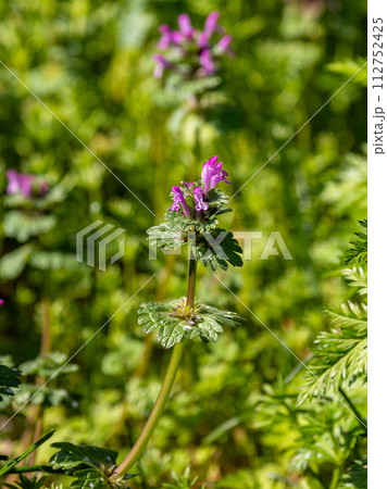 早春の野原に咲くホトケノザの花 112752425