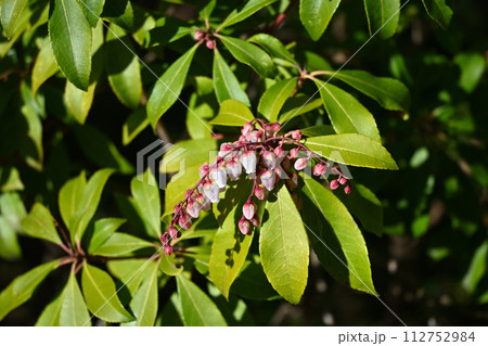 馬酔木（アセビ）の花、戸定ヶ丘歴史公園にて 112752984