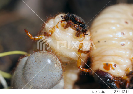 自然な森林土壌の中で大きく成長する日本カブトムシの幼虫たち（自然光＋ストロボ、マクロ接写撮影） 112753235