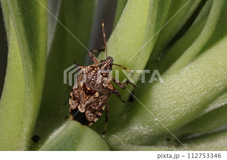 生き物　昆虫　キシモフリクチブトカメムシ、南方系の捕食性カメムシ。アジア熱帯、亜熱帯に広く分布 112753346