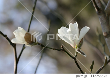 明るい早春の腫れた空を背景に上品で美しい早春の花木コブシの白い花たち（晴天下マクロ撮影） 112753376
