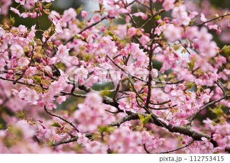 春の訪れを告げる河津桜にメジロ 112753415