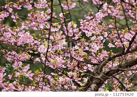 春の訪れを告げる河津桜にメジロ 112753420