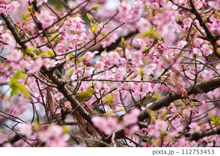 春の訪れを告げる河津桜にメジロ 春の訪れを告げる河津桜にメジロ 112753453