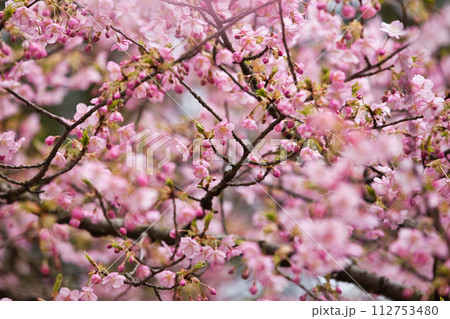 春の訪れを告げる河津桜にメジロ 112753480