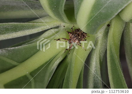 生き物 昆虫 キシモフリクチブトカメムシ、モンパノキに潜む。餌はオキナワモンシロモドキの幼虫でしょう 生き物 昆虫 キシモフリクチブトカメムシ、モンパノキに潜む。餌はオキナワモンシロモドキの幼虫でしょう 112753610