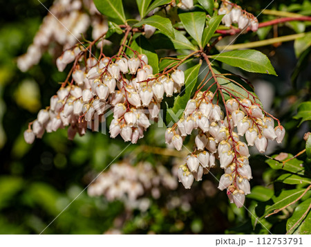 春に咲く白いアセビの花 春に咲く白いアセビの花 112753791