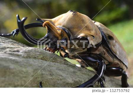 エレファスゾウカブトの森の樹木の上で 112753792