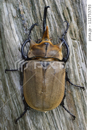 エレファスゾウカブトの森の樹木の上で 112753793