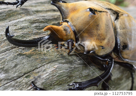 エレファスゾウカブトの森の樹木の上で エレファスゾウカブトの森の樹木の上で 112753795