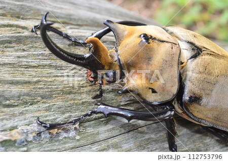 エレファスゾウカブトの森の樹木の上で エレファスゾウカブトの森の樹木の上で 112753796